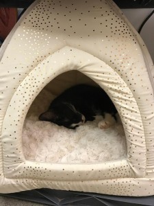 October in her cat house/bed